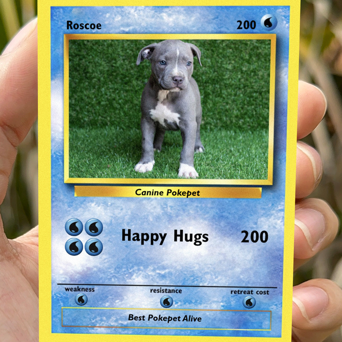 Pokepet Photo Card